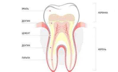 Анатомия зуба без гипоплазии
