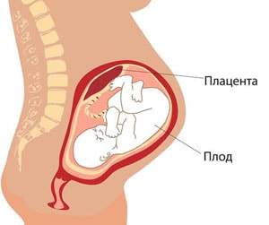 Что такое плацента и как она в норме крепится