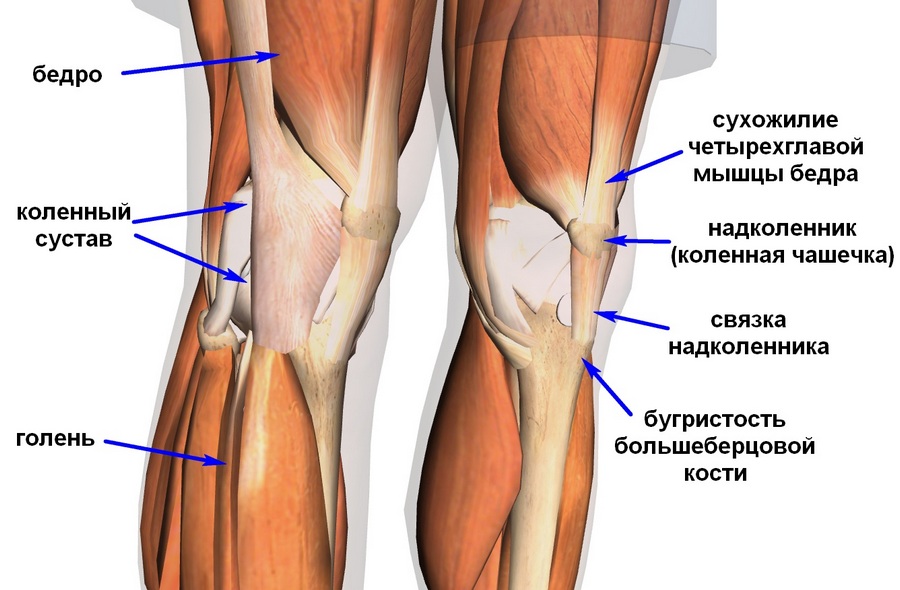 Связки и кости коленного сустава подвержены постоянным нагрузкам