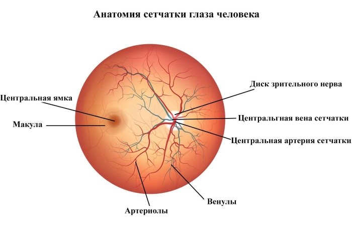 Анатомия сетчатки глаза человека