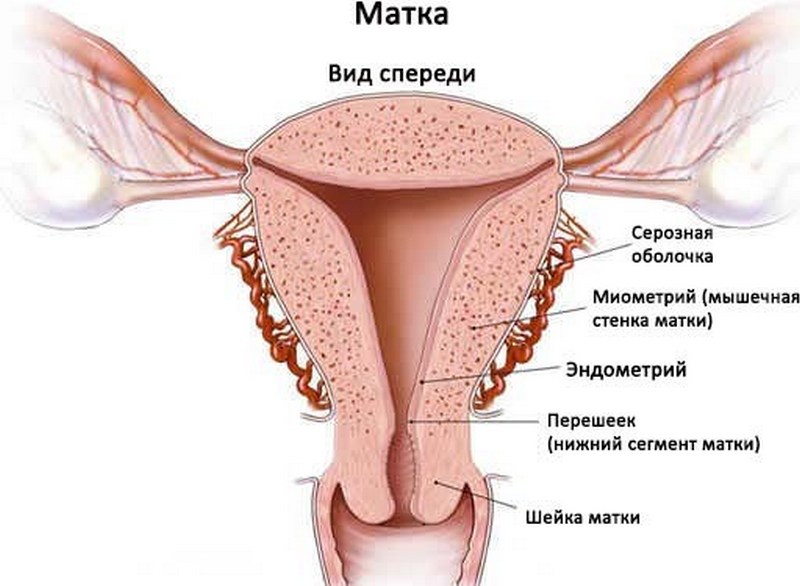 Миометрий и эндометрий. Строение миометрия матки. Матка строение анатомия слои. Серозная оболочка матки. Слои стенки матки анатомия.