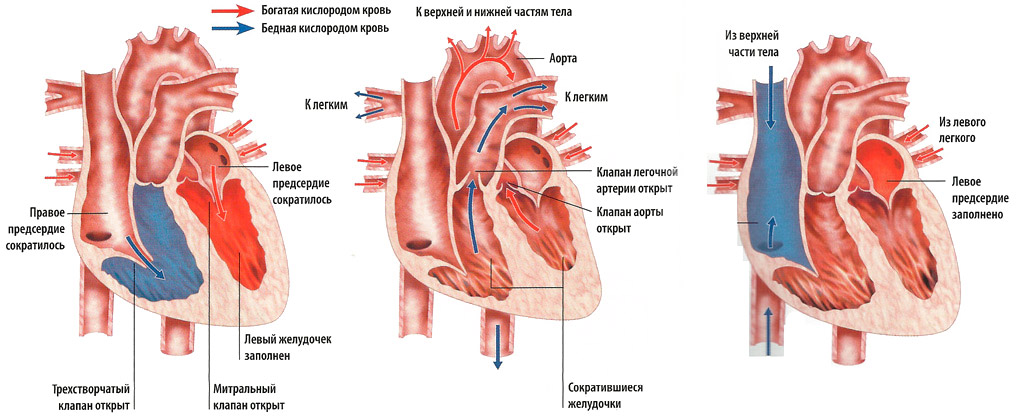 схема: сердечный цикл
