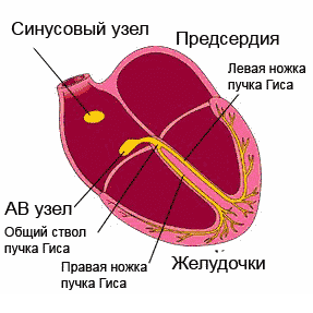 работа проводящей системы сердца, обозначены её ключевые компоненты