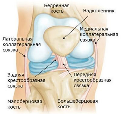 Строение капсульно-связочного аппарата коленного сустава